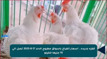 قفزة جديدة.. أسعار الفراخ بأسواق مطروح الأحد 17-8-2025 تصل إلى 70 جنيها للكيلو